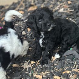Cavapoo and Shihpoo Puppies from Haus of Doodles