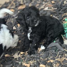 Cavapoo and Shihpoo Puppies from Haus of Doodles