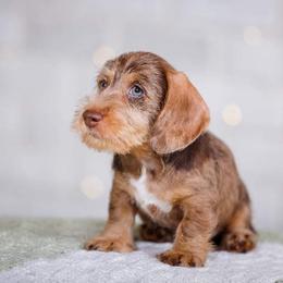 Dachshund Puppies from Lavendell Dachshunds
