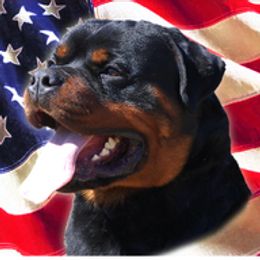 Muck - Rottweiler