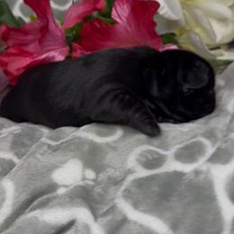 Luna Bean - Black and white female French Bulldog puppy in Waitts Lake, Washington from Best Friend standard Frenchies