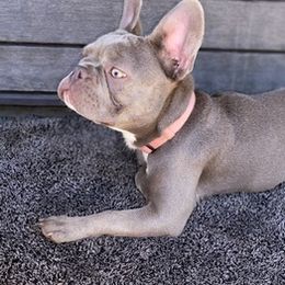French Bulldogs from House of Cassell