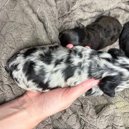 Coy - Blue merle male Aussiedoodle puppy in Science Hill, Kentucky from Southern Paws Kennels