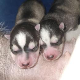 Leo - Black and white male Alaskan Klee Kai puppy in Byron Center, Michigan from Family Friendly Labradors & Klee Kai