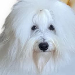Coton de Tulear All Grown Up from Island Crest Cotons