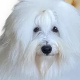 Coton de Tulear All Grown Up from Island Crest Cotons