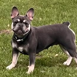 Sadie - French Bulldog