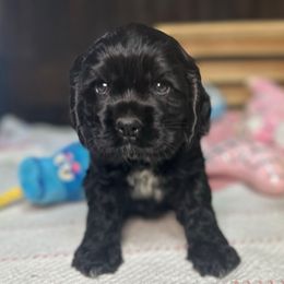 Yellow - Black female Cocker Spaniel puppy in Bearden, Arkansas from Pups of the Pines