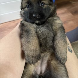 German Shepherd Puppies from Astral Kennels