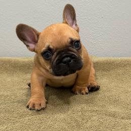 Chubbs - Fawn male French Bulldog puppy in New Oxford, Pennsylvania from J&T French Bulldog & Pomeranian Palacio