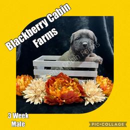 Mastiff Puppies from Blackberry Cabin Farm