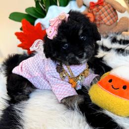 BEAUTY - Black & tan tri-color female Maltipoo puppy in Sugar Land, Texas from Celebrity Maltipoos