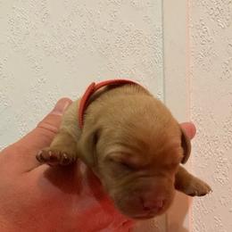 Red - Yellow male Labrador Retriever puppy in Newaygo, Michigan from Royal Oak Gundogs
