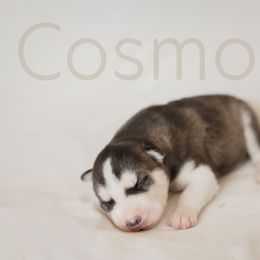 Siberian Husky Puppies from Husky Love and Pups