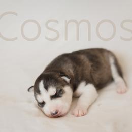 Siberian Husky Puppies from Husky Love and Pups