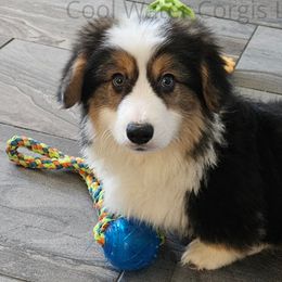 Dots - Black and tan Pembroke Welsh Corgi puppy in Kiowa, Colorado from Cool Water Corgis LLC