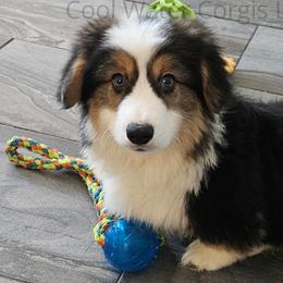 Dots - Black and tan Pembroke Welsh Corgi puppy in Kiowa, Colorado from Cool Water Corgis LLC