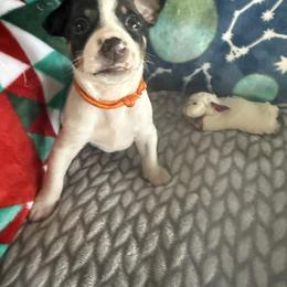 Rat Terrier Puppies from The Puppy Patch Rat Terriers
