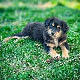 Miniature American Shepherd and Miniature Australian Shepherd Puppies from Whiskeytown Aussies