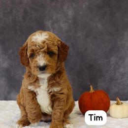 Tim - Red  male Goldendoodle puppy in Mint Hill, North Carolina from DoodleForever