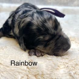 Rainbow - Merle female Goldendoodle puppy in New Ringgold, Pennsylvania from Hawk Mountain Doodles
