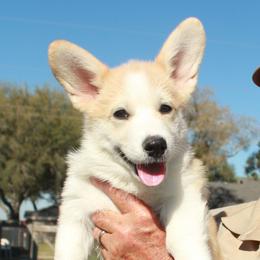 Pink Collar Female - Red female Pembroke Welsh Corgi puppy in Victoria, Texas from Clear Creek Corgis