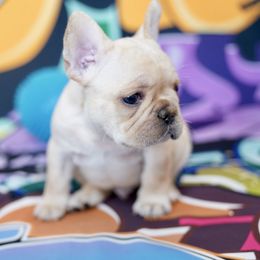 LUBEN - Cream male French Bulldog puppy in Lake Orion, Michigan from Exquisite Taste Kennels