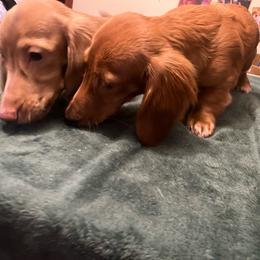 Atreyu - Cream male Dachshund puppy in Arp, Texas from Barksalot Dachshunds