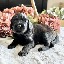 Snickerdoodle- Yellow Collar - Black male Goldendoodle puppy in Bay City, Texas from Charming Doods Goldendoodles