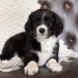 Callie- Has Videos - Black and white female Aussiedoodle puppy in Troy, South Carolina from Lana Corley- Australian Shepherds of 3/W Farms