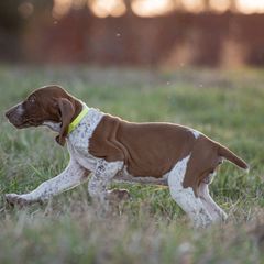 Bracco Italiano, German Shorthaired Pointer, and Vizsla Puppies from Nosam Kennels- Vizslas, German Shorthairs & Braccos- Kentucky