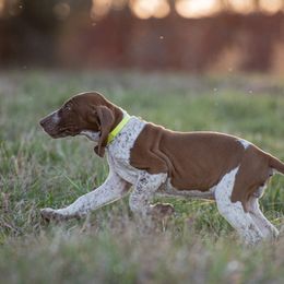 Bracco Italiano, German Shorthaired Pointer, and Vizsla Puppies from Nosam Kennels- Vizslas, German Shorthairs & Braccos- Kentucky