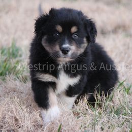 Australian Shepherd Puppies from Westrip Angus & Aussies
