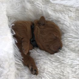 Labradoodle and Labrador Retriever Puppies from Katie K9