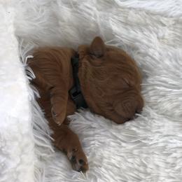 Labradoodle and Labrador Retriever Puppies from Katie K9