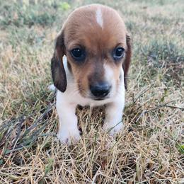 Echo - Piebald male Dachshund puppy in Hartville, Missouri from Aimee C. Doxies