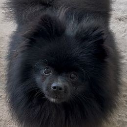 Sarah - Black female Pomeranian puppy in Silver Springs, New York from Humehill