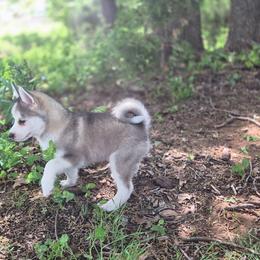 Alaska - Gray and white female Pomsky puppy in Perkins, Oklahoma from A-Dream Pomsky Kennel