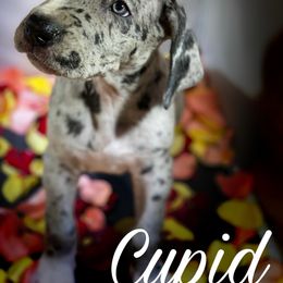Great Dane Puppies from Sarabi’s Pride of Danes