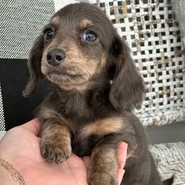 Boone - Dachshund