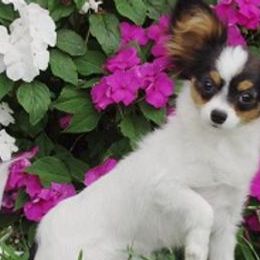 Papillons from Rocyn Papillons
