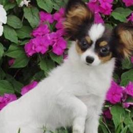 Papillons from Rocyn Papillons