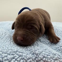 Blue - Chocolate male Labrador Retriever puppy in Heath Springs, South Carolina from Rich Hill Retrievers