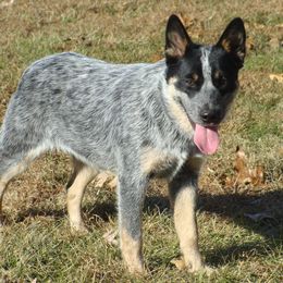 Australian Cattle Dogs and Colorado Mountain Dogs from Painted Canvas Farm