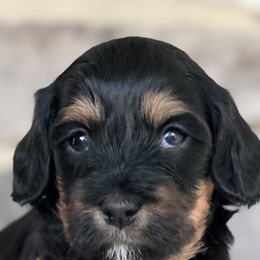 Cavapoos from Macy's Pups