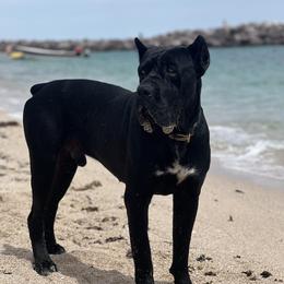 Grom - Cane Corso