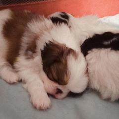 Japanese Chin Puppies from Mystike Japanese Chin