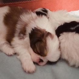 Japanese Chin Puppies from Mystike Japanese Chin