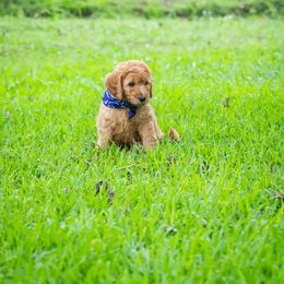 Goldendoodle Puppies from Celebrity Doodles DFW