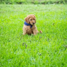 Goldendoodle Puppies from Celebrity Doodles DFW